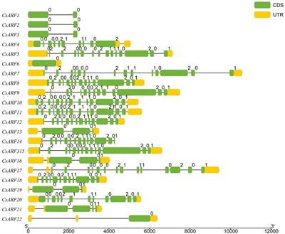 Comprehensive analyses of the ARF gene family in cannabis reveals their potential roles in regulating cannabidiol biosynthesis and male flower development